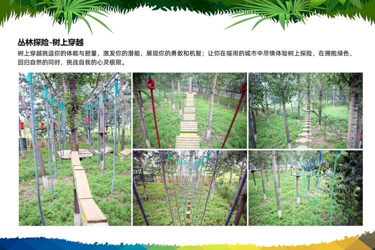 热门团建：树上穿越（树上拓展训练）